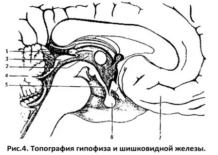 Гипоталамус топография