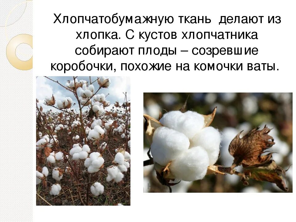 Почему хлопок. Хлопчатник. хлопок растение. хлопок из чего. хлопок для детей.