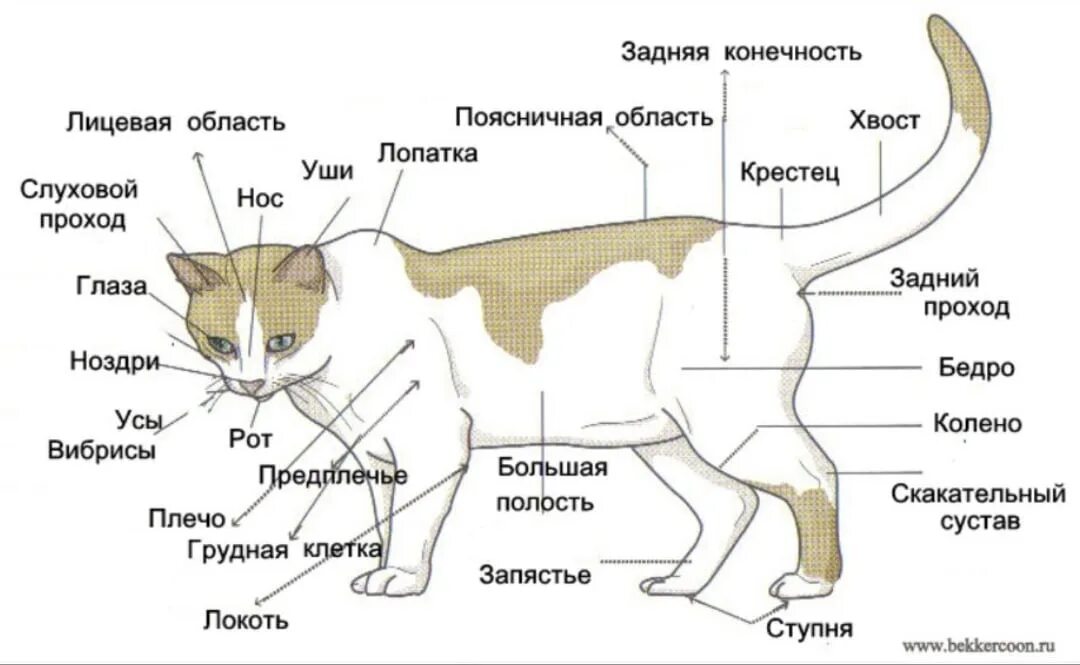 Особенности внешнего строения зверей