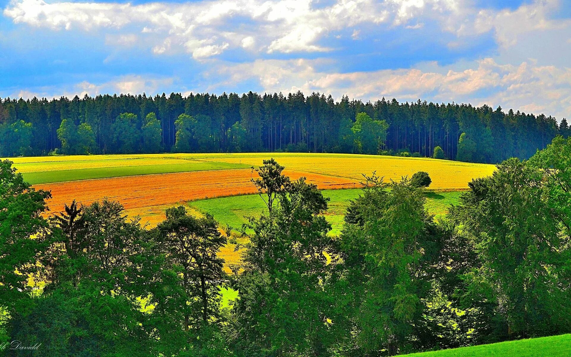 Леса и луга нашей родины