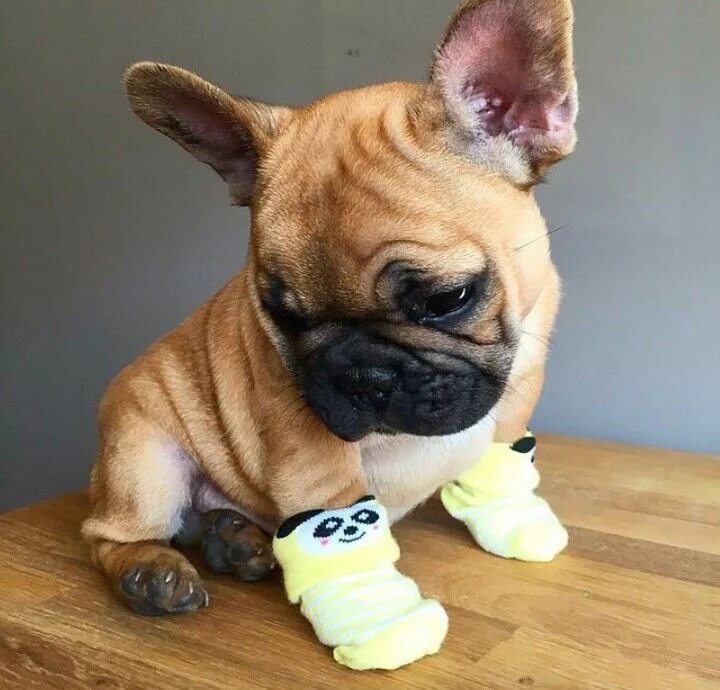 Смешные бульдоги фото. Забавный бульдог. забавные французские бульдоги. милый французский бульдог. милый французский бульдожек.