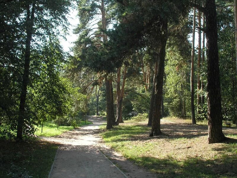 Серебряный бор москва хорошевское. Лесопарк серебряный Бор. Серебряный Бор (Хорошёвский лесопарк). Парк серебряный Бор сосны. Сосновый Бор Москва парк.