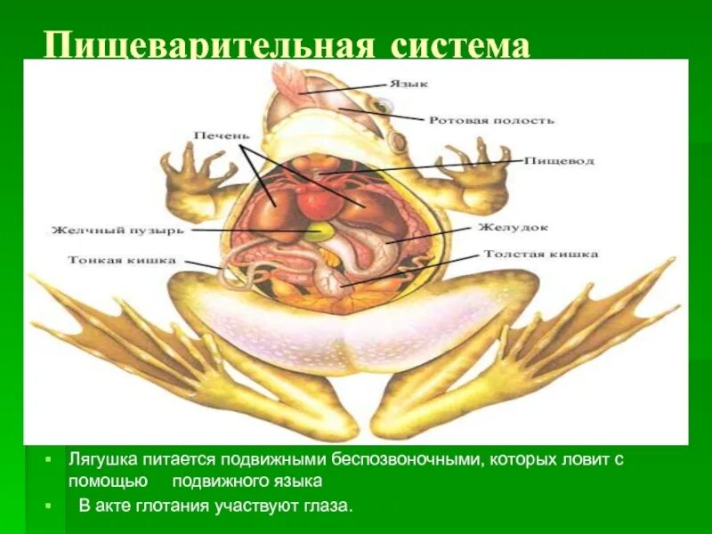 Деятельность внутренних органов лягушки. Органы лягушки. системы органов лягушки. пищеварительная система лягушки. строение лягушки.