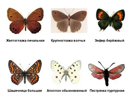 Название бабочки по изображению