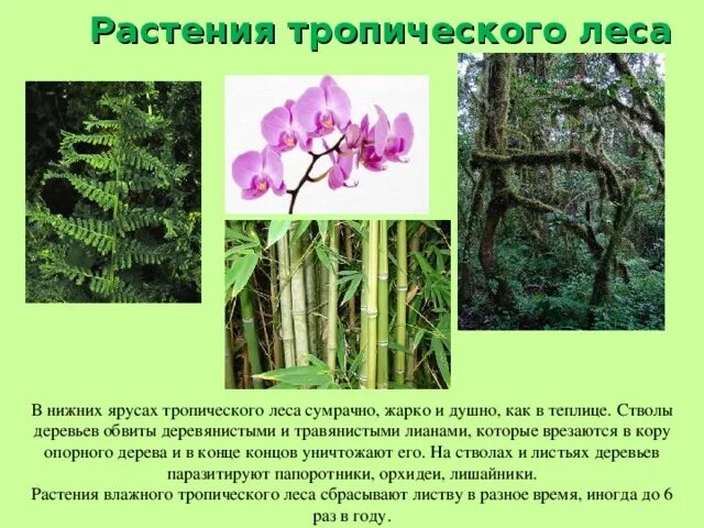 Растения в тропиках. Ярусность влажного тропического леса. Растения тропического леса. Растения гилеи пальма рафия. Презентация на тему тропические леса.