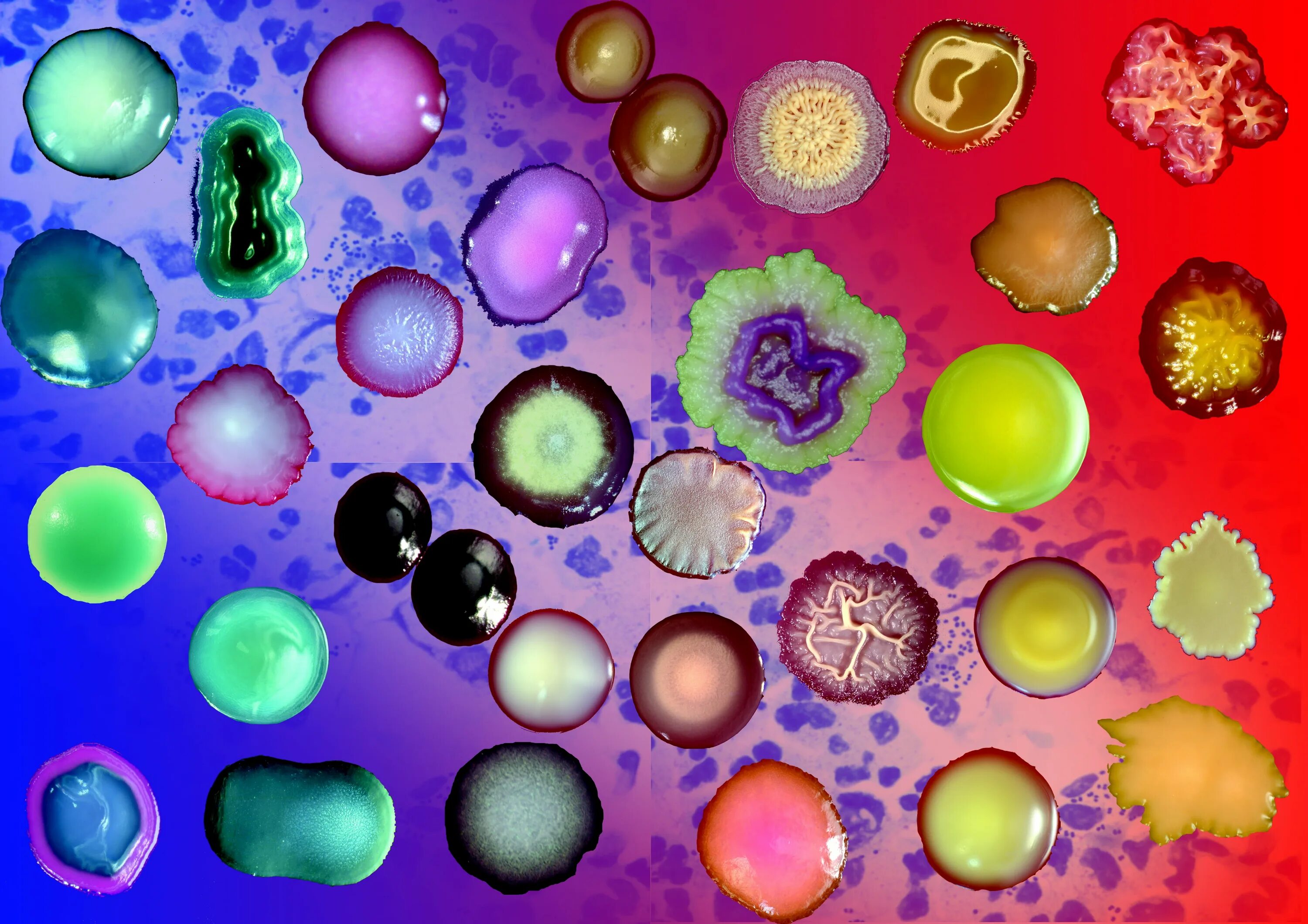 Бактерия 1 играть. Красивые микробы. Разноцветные микробы. Красивые бактерии. Бактерии красивые фото.