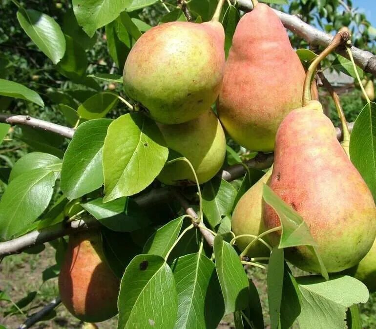 Груша крупноплодная Сусова. Груша сорт Потаповская. Груша Куйбышевская золотистая. Груша осенняя Сусова. Груша скороспелка описание сорта фото