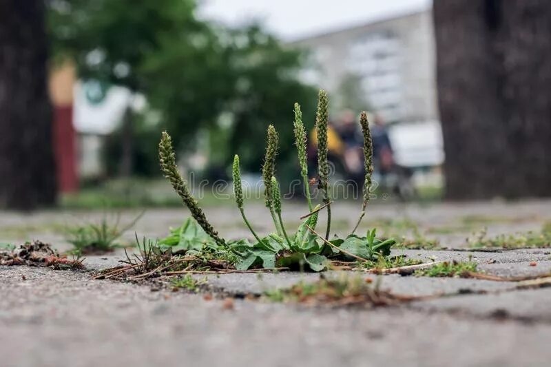 22 мая травы выросло. Подорожник у дороги. Подорожник вдоль дорог. Подорожник растет около дороги. Вдоль дороги растет подорожник.