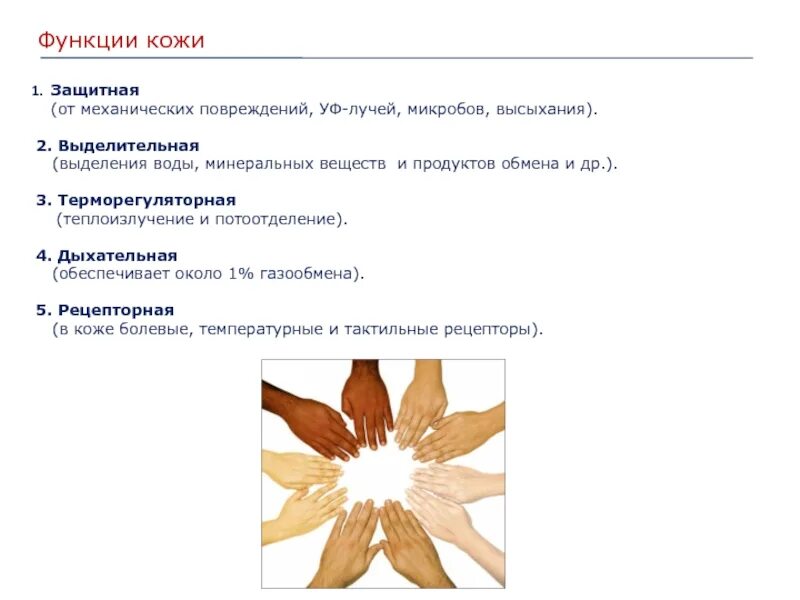 Выделительная функция кожи связана с. Функции кожи защитная выделительная. Выделительная роль кожи. Выделительная функция кожи человека. Выделительная и дыхательная функции кожи.