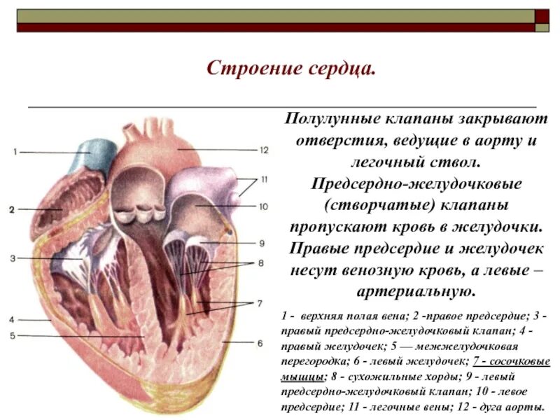 Строение сердца полулунный клапан. Строение легочного клапана сердца. Строение полулунного клапана аорты. Полулунный клапан анатомия сердца-. Клапан правого предсердно желудочкового отверстия