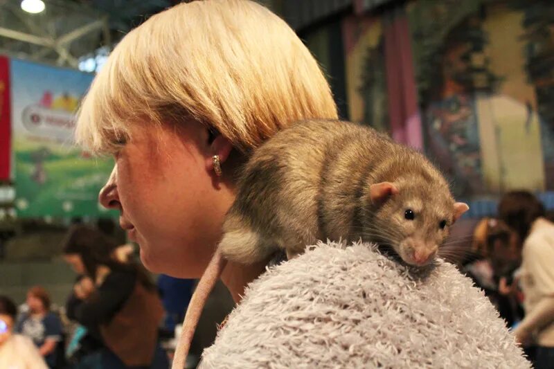 выставка грызунов