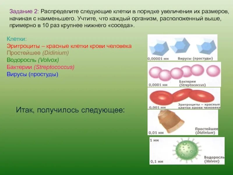 Клетки в порядке увеличения. Клетки крови в порядке увеличения размера. Увеличение размеров клетки это. Объем клетки. В порядке увеличения наименьшего объема