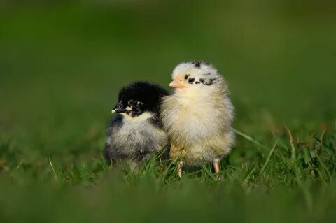 Meet Mumble: How to Raise Baby Chicks with Special Needs 