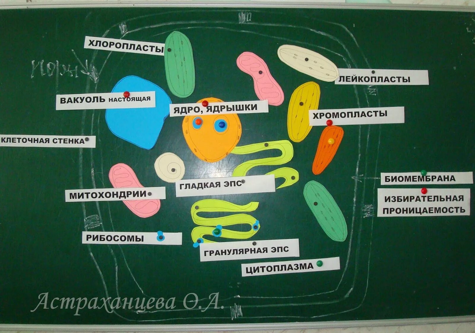 Модель растительной клетки