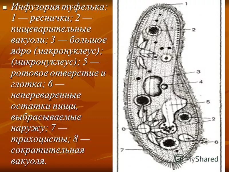 Инфузория туфелька микронуклеус. Макронуклеус инфузорий. Микронуклеус у инфузорий. Макронуклеус и микронуклеус.