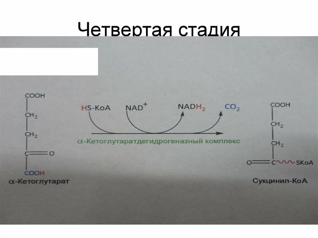 Альфа кетоглутаратдегидрогеназный комплекс. Четыре фазы. Четыре фазы истории. Состоит из четырех фаз