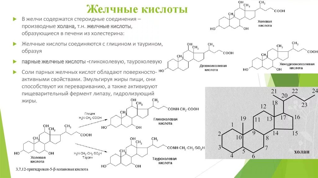 Структура желчных кислот биохимия. Структура парных желчных кислот. Формулы парных желчных кислот. Происхождение строение и функции желчных кислот.