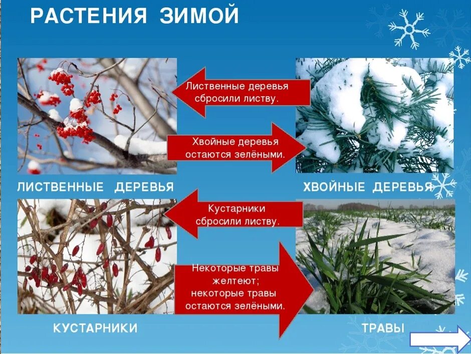 Изменения февраля. Растения готовятся к зиме. Растения зимой для дошкольников. Жизнь растений зимой. Изменения растений зимой.