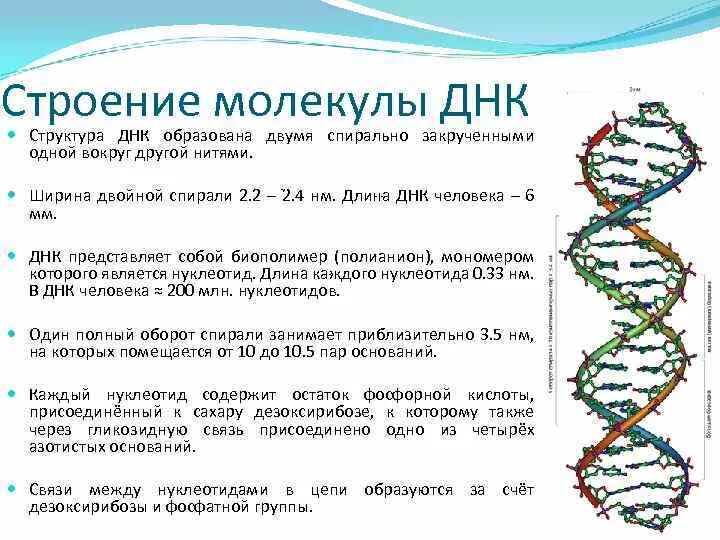 Какого структура днк. Компактную структуру молекулы ДНК формируют. Структурная организация молекулы ДНК. Строение Цепочки ДНК. Опишите структуру ДНК.