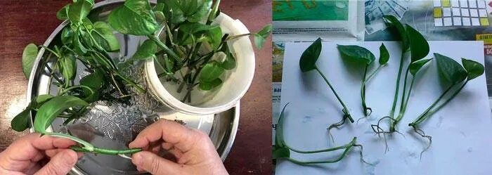 Сциндапсус как размножать. Сциндапсус черенки. сциндапсус черенкование. черенки сциндапсус пиктус. сциндапсус пиктус размножение.