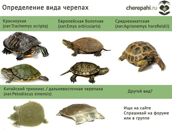 Тип развития черепахи. Какой Тип развития у черепахи. Как определить пол черепахи Болотной. Черепахи иерархия. Скорость черепахи метров в минуту