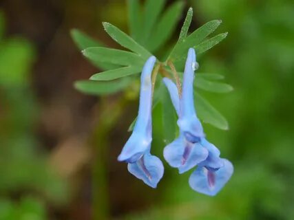 File:Corydalis cashmeriana (7976022267).jpg - Wikimedia Commons