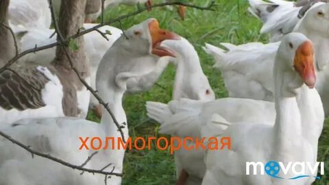 Холмогорские гуси воронежская область