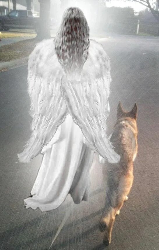 Куда уходят души собак. Собака с крыльями ангела. Ангел хранитель животных. Душа животных. Собака с ангельскими крыльями.