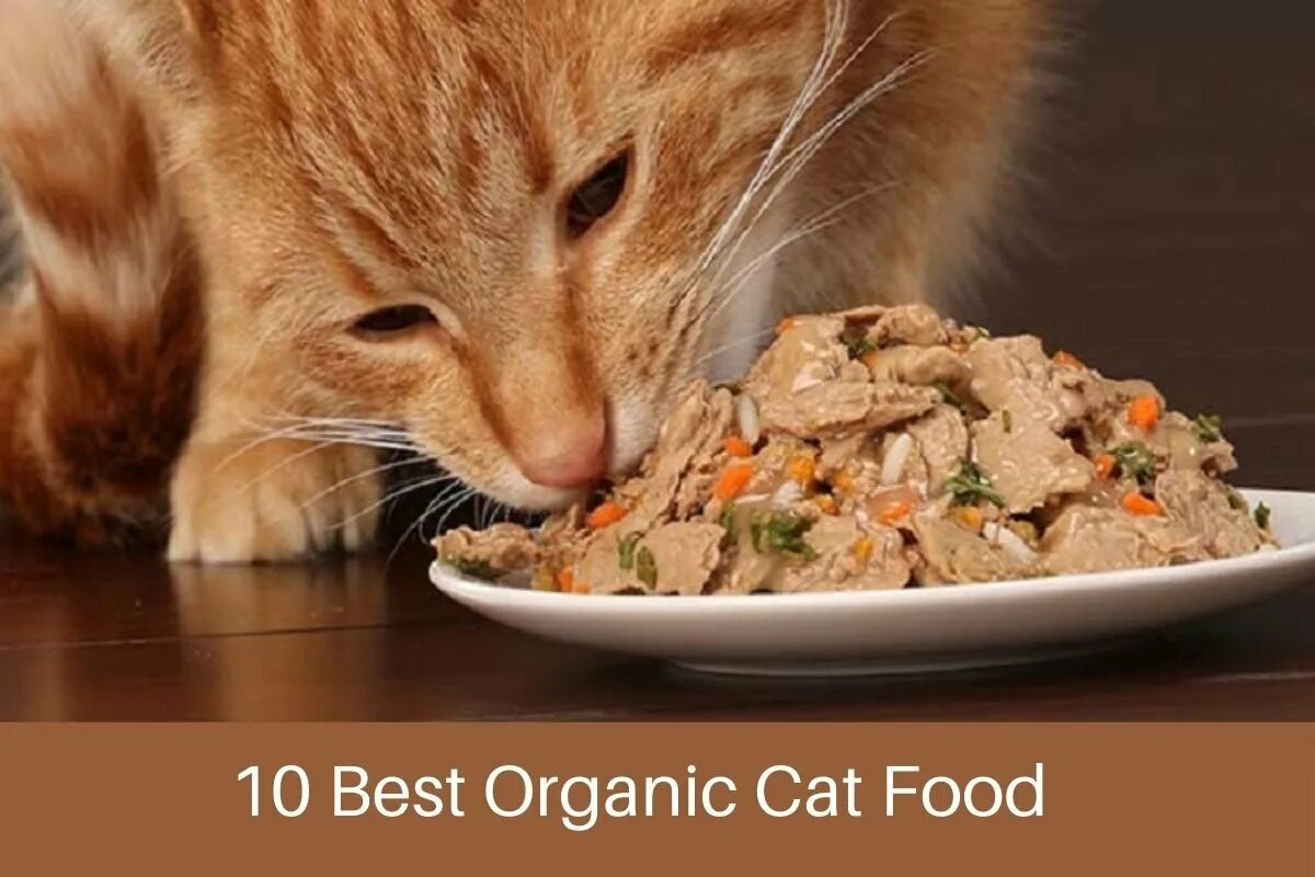 Cat food. Кот с сыром. Best of food для кошек. Корм для кошек eat healthy food.