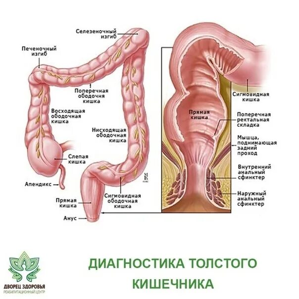 Сфинктер прямой кишки образован. Прямая кишка анатомия человека. строение прямой кишки анатомия человека. сфинктеры толстой кишки. схема строения прямой кишки.