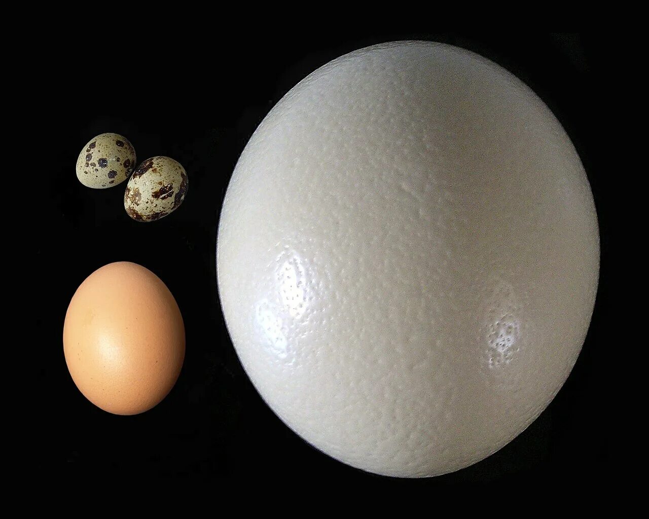 Самое сильное яйцо. Страусиные яйца и страусята. Страусиное яйцо и страус. Страусиное яйцо и куриное сравнение. Строение страусиного яйца.