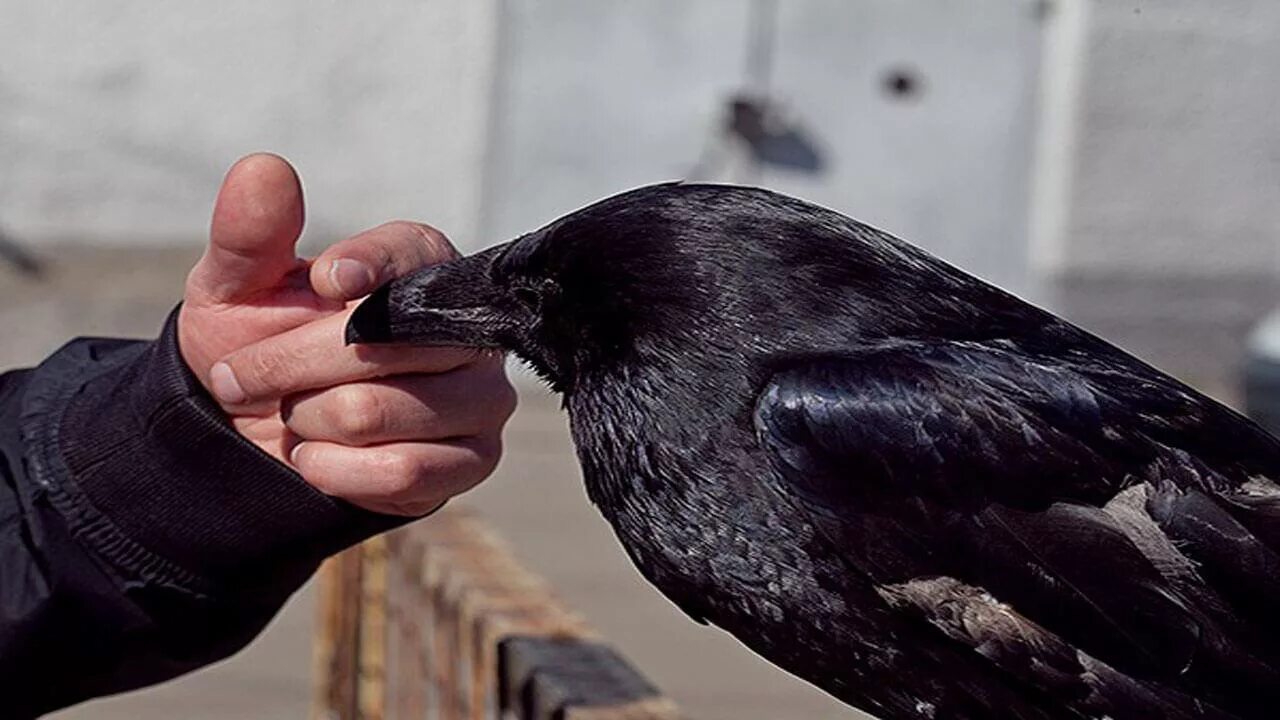 Как живут вороны. Ручной ворон. Домашняя ворона. Черный ворон ручной. Домашний ворон.