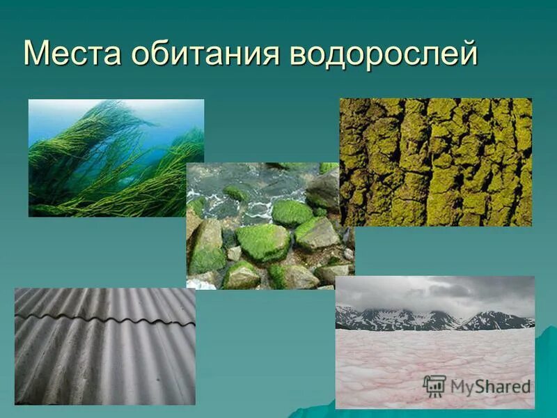 среда обитания водорослей. бурые водоросли обитание. растения водной среды. местообитание водорослей. среда обитания водорослей 5 класс.