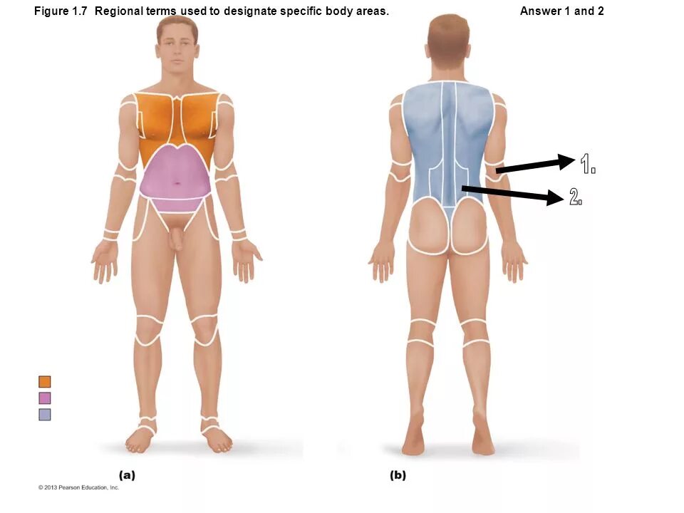 Возрастная анатомия физиология и гигиена. Human anatomy quizzes. Анатомия сестринское дело. Body regions colors. Presternai region тело.