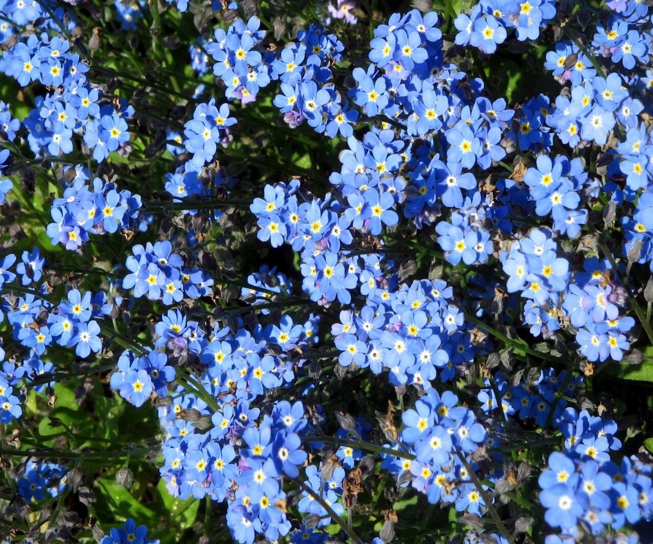 Альпийская Незабудка многолетник. Незабудка Альпийская (Myosotis alpestris). Незабудка Садовая голубая. Альпийская Незабудка Блу Болл.