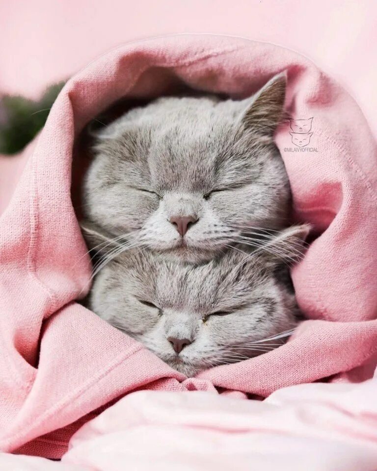 Котик милый любимый. Котик милый любимый