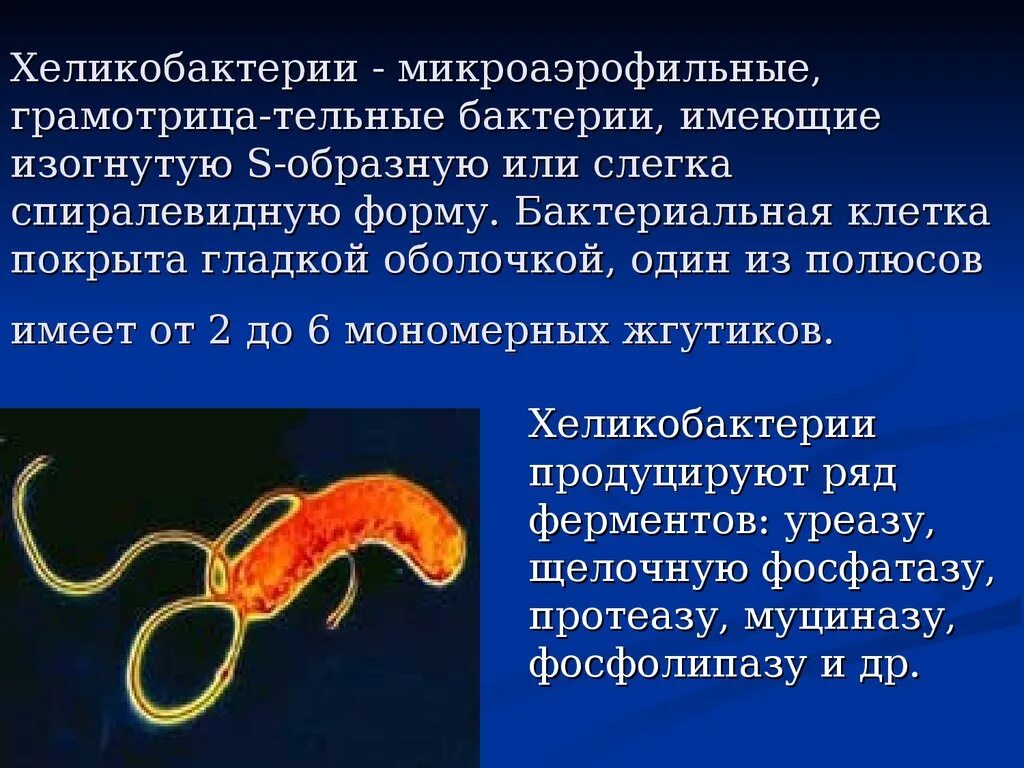 Хиликтабактери что это. Хеликобактер пилори патогенные микроорганизмы. Хилак бактерии в желудке. Бактерия в кишечнике хеликобактер.