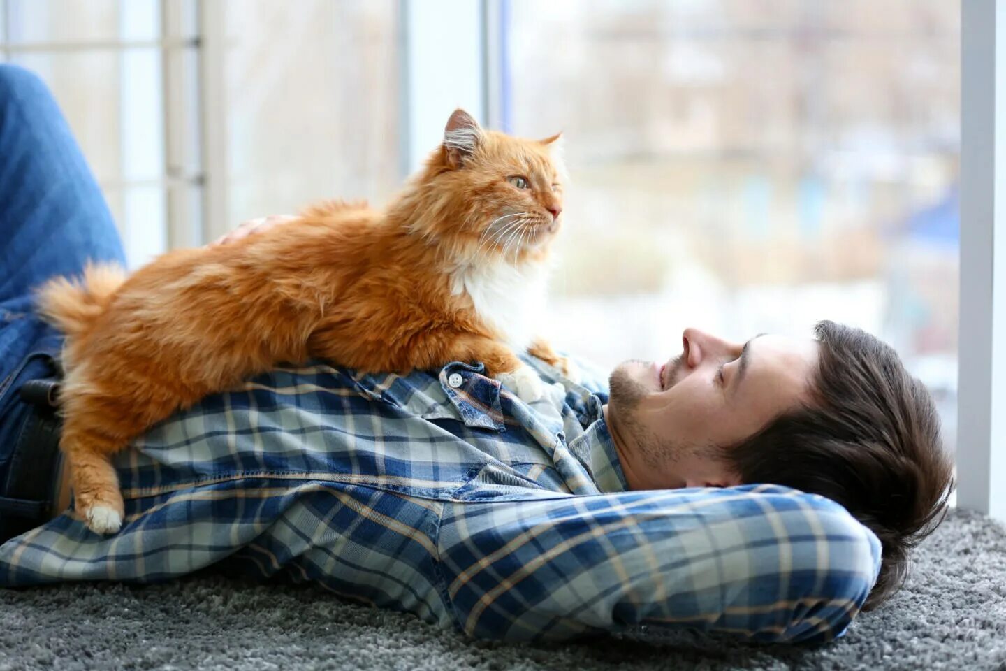 Cat nap картинки. Котик лежит на хозяине. Кошка на веще лежит. Кошка ложится на вещи хозяина. Кошка ложится на вещи хозяина.