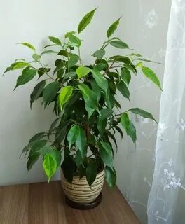 Молодой фикус