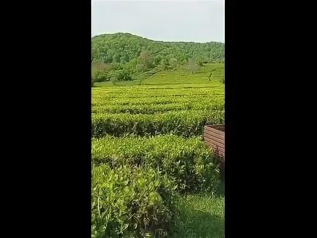 Адам чай YouTube