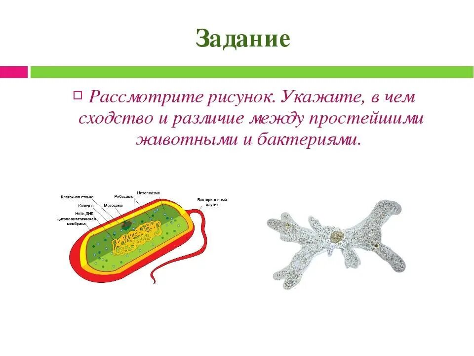 Различия между бактериями и простейшими. Бактерии и простейшие сходства и различия. Сходство бактерий и простейших. Разница между бактерией и простейшими. Простейшие сходства и различия