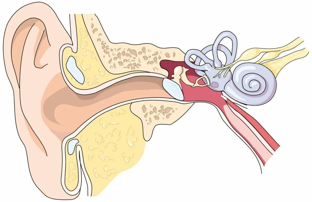 Евстахиева труба внутреннее ухо. Барабанная перепонка отит. Барабанная перепонка строение уха. Перфорация барабанной перепонки. Ухо барабанная перепонка строение.