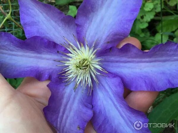 Клематис Анна Герман: описание и фото