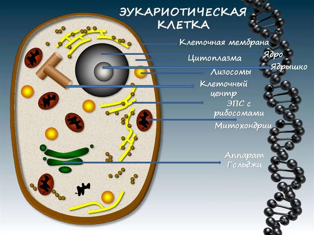 Молекула органического вещества эукариотической клетки. Лизосомы ядро цитоплазма. Строение эукариотической мембраны. Аппарат Гольджи структуры эукариотической клетки. Клетки эукариот состоит из трех основных частей.