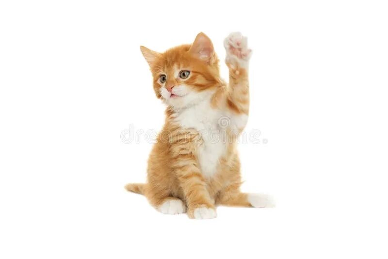 Кот махающий лапой. Кот с поднятой лапой. котик с поднятыми лапками. котенок машет лапой. рыжий котик с поднятой лапкой.