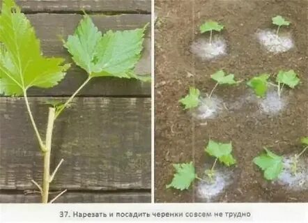 Как размножить пузыреплодник черенками летом