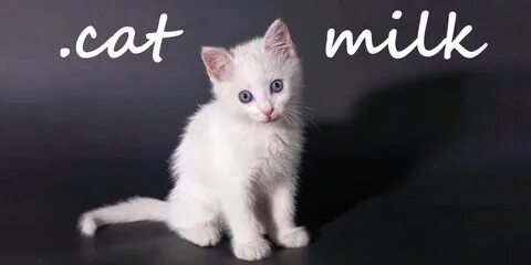 cat Milk.