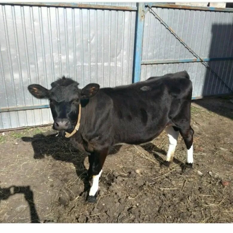 телята симменталы 5 месяцев. полугодовалый бычок. бычок 6 месяцев. х. герефорд бычки хозяйственные восьмимесячные.