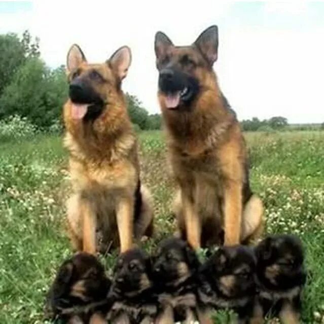 Сколько носит овчарка. Родильный блок для немецкой овчарки. Немецкая овчарка ощенилась. Чепрачная немецкая овчарка щенок. Немецкая овчарка щенок и взрослый.