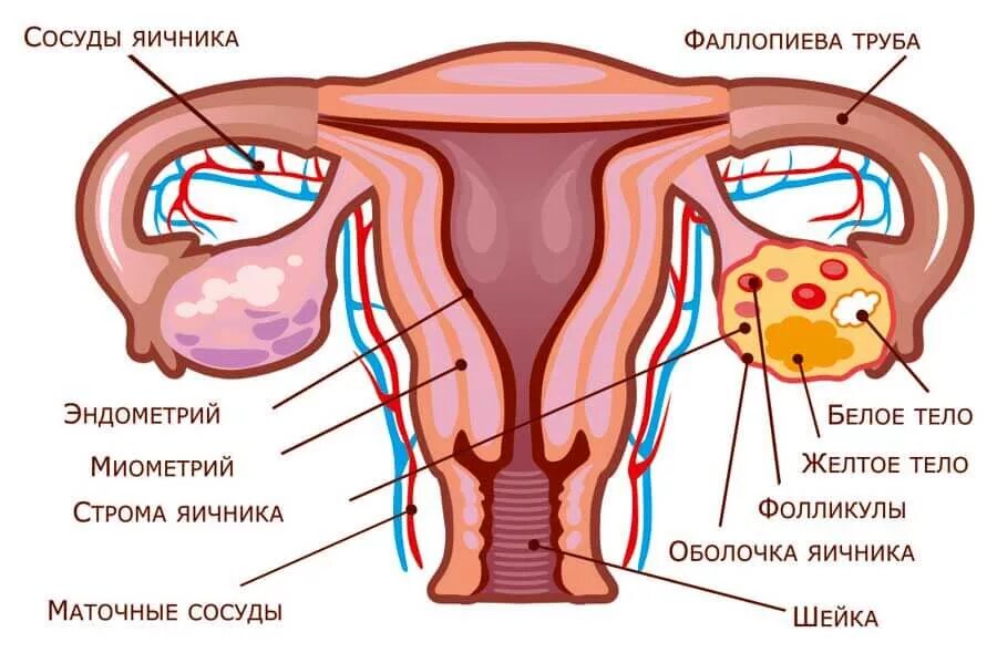 фаллопиевы трубы анатомия. строение матки с придатками. укажите составные части маточной трубы:. строение матки и яичников у женщин. схема строения матки.
